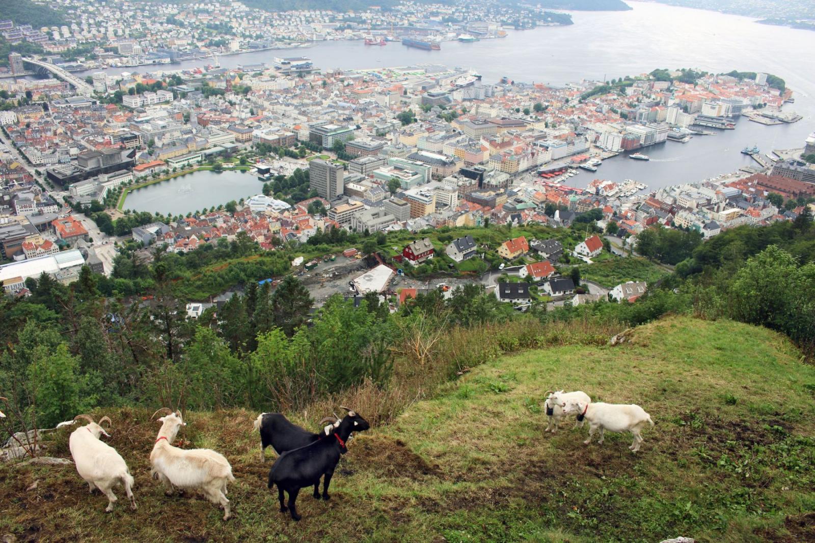 Combineer stadse gezelligheid met de fjorden in Bergen 