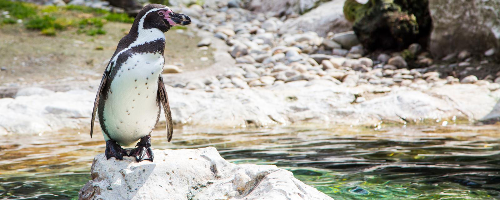 Naar de dierentuin op Wereld Pinguïn Dag 