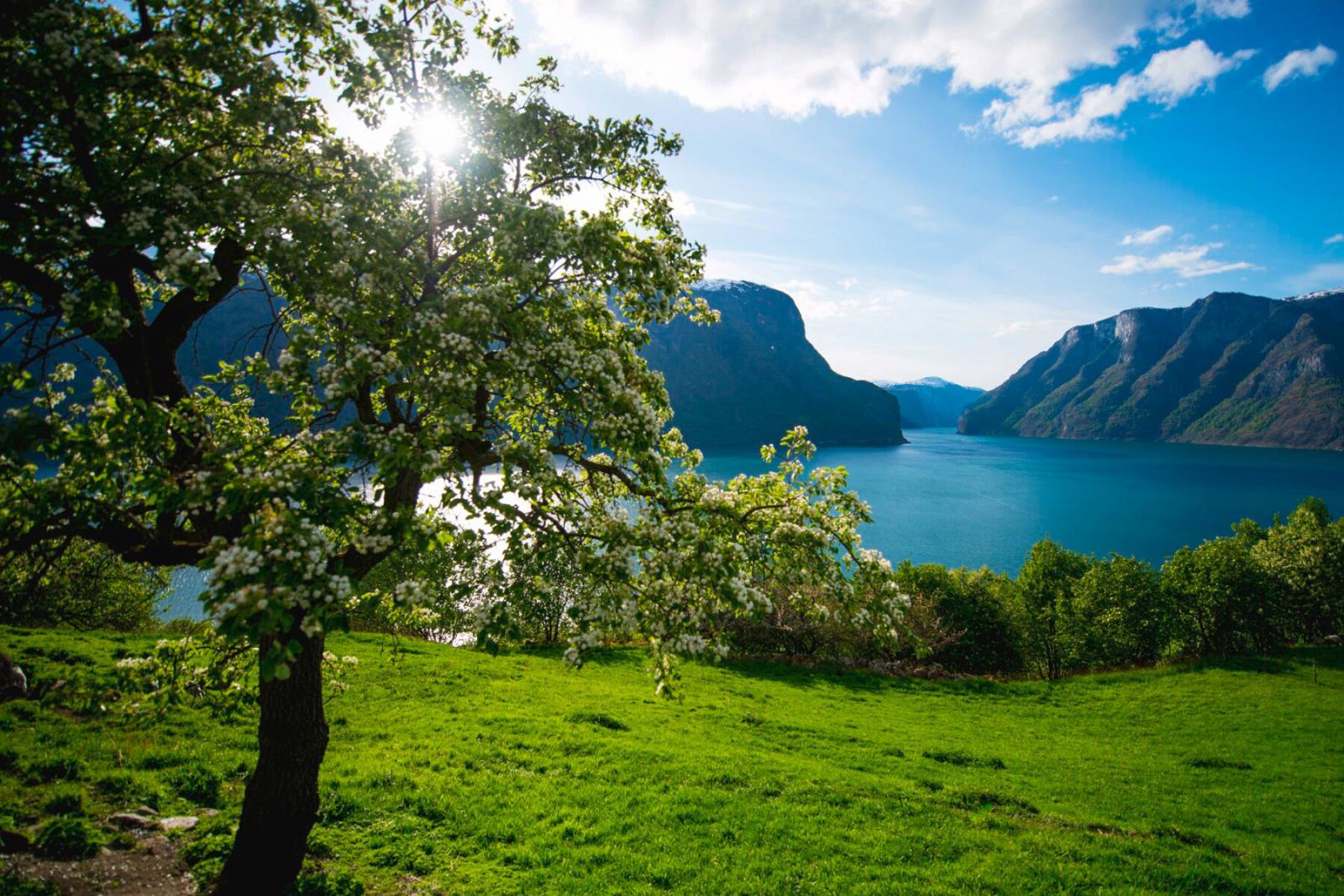 De natuur in bloei in Fjord Noorwegen