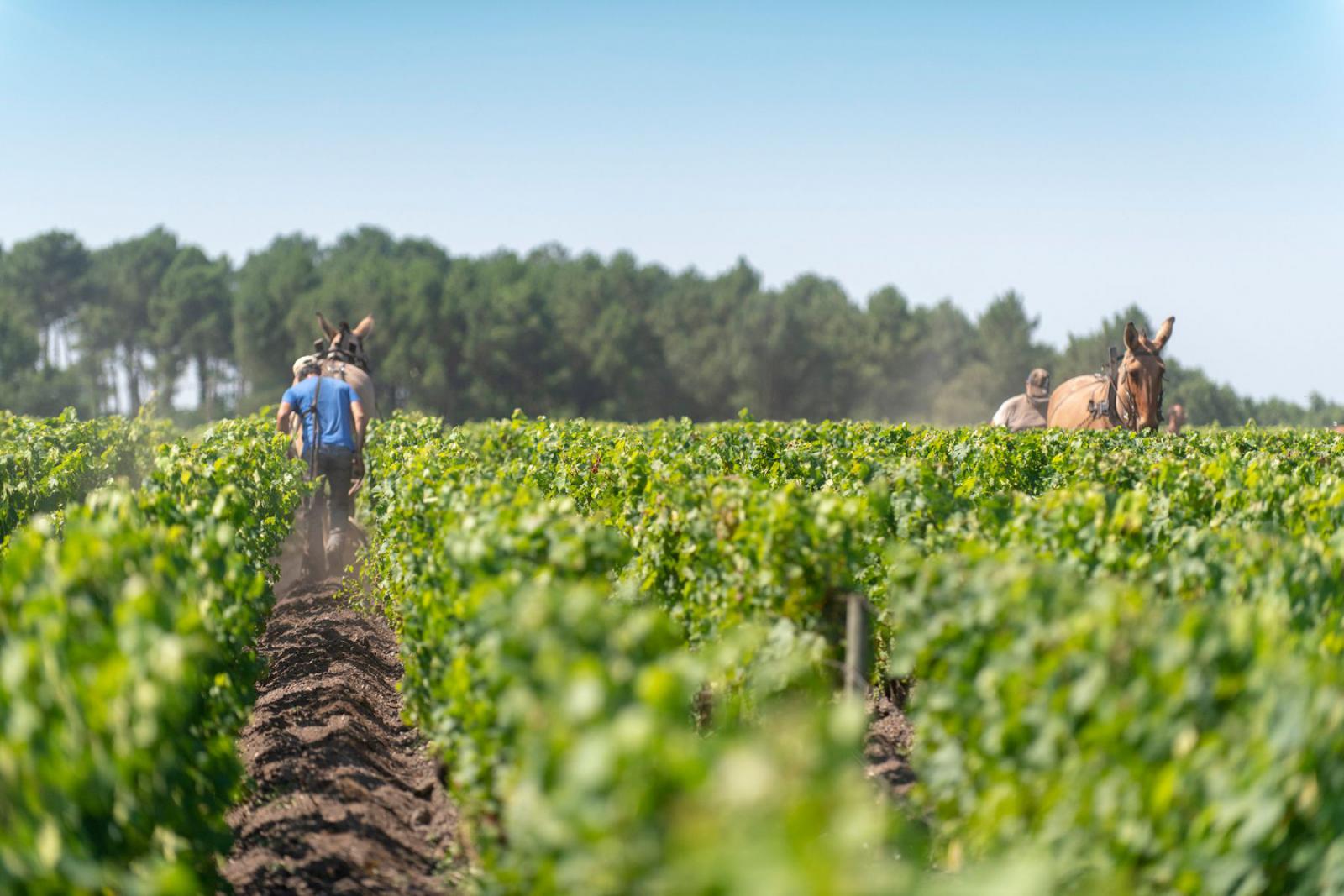 Bordeaux staat natuurlijk bekend om de vele wijngaarden | Vincent Bengold