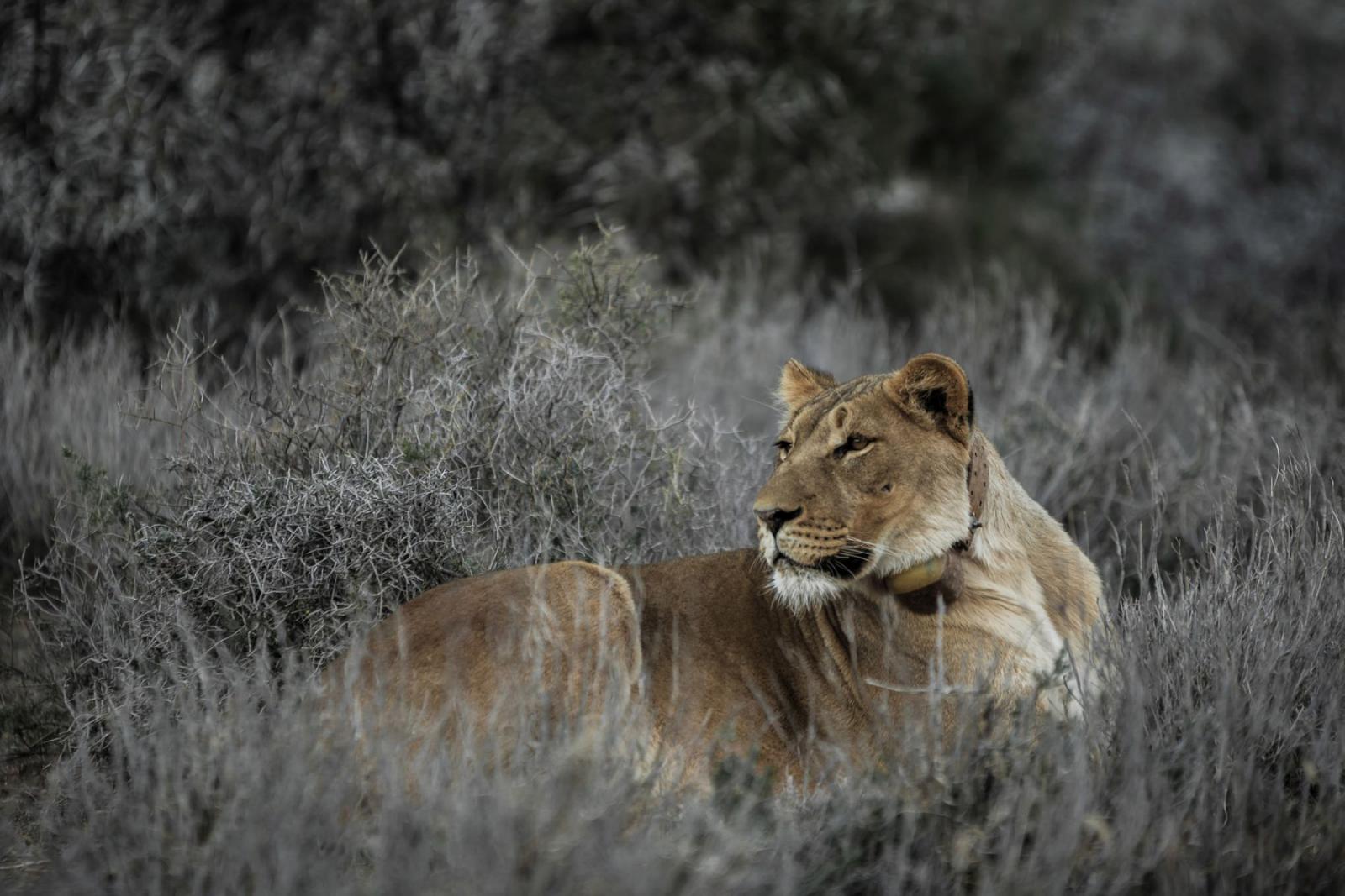 Een leeuwin in Karoo National Park | South African Tourism