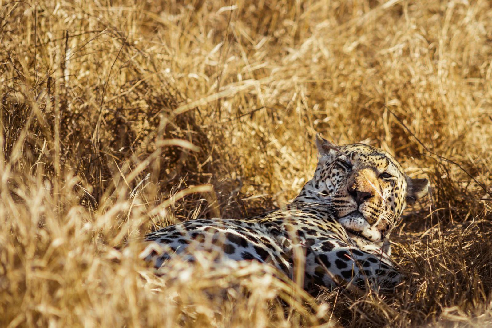 Een luipaard in Klein Karoo | South African Tourism