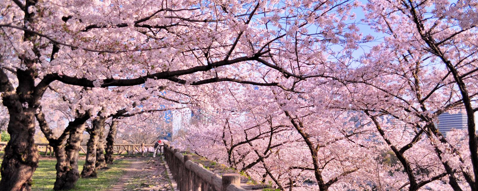 Bekijk de bloeiende kersenbomen in Tokio, Bonn en Amsterdam 