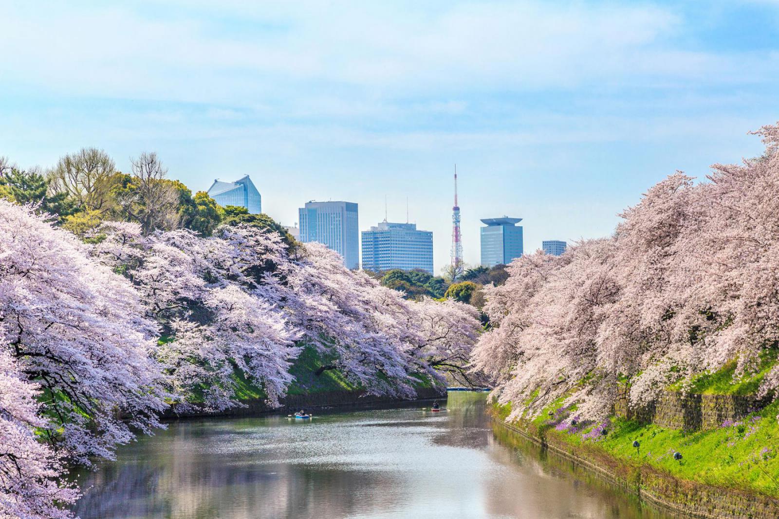 Tokio is een van de populairste plekken om kersenbloesem te bewonderen | iStock - taka4332