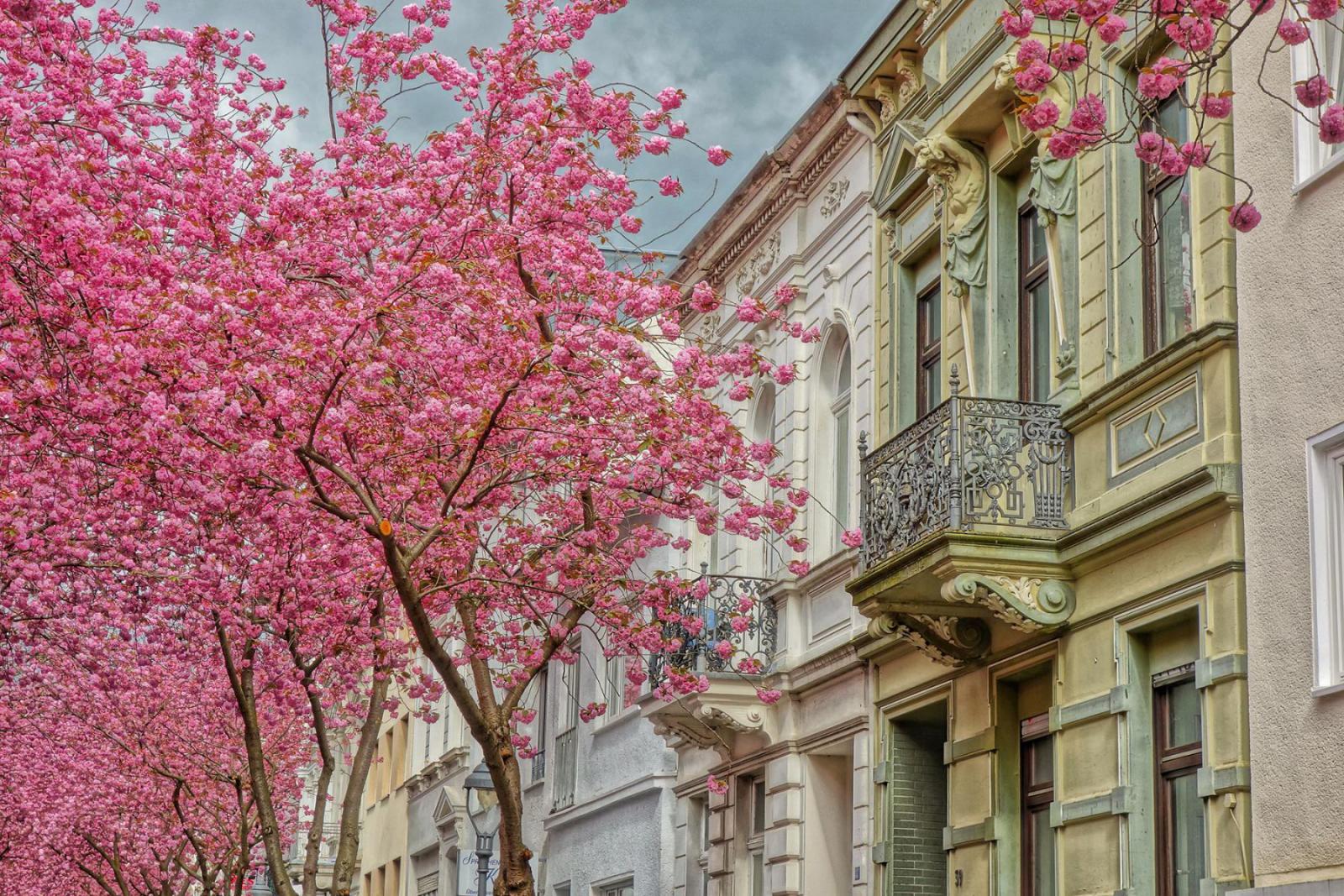 Ook in het Duitse Bonn kun je genieten van de roze bloemenpracht | iStock - Symeonidis Dimitri
