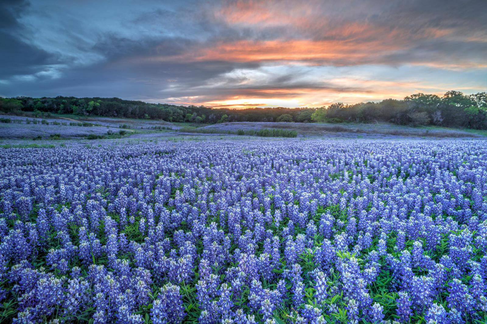 Ga op pad in Hill Country rond Austin met in het voorjaar de Bluebonnets | iStock - tomwachs