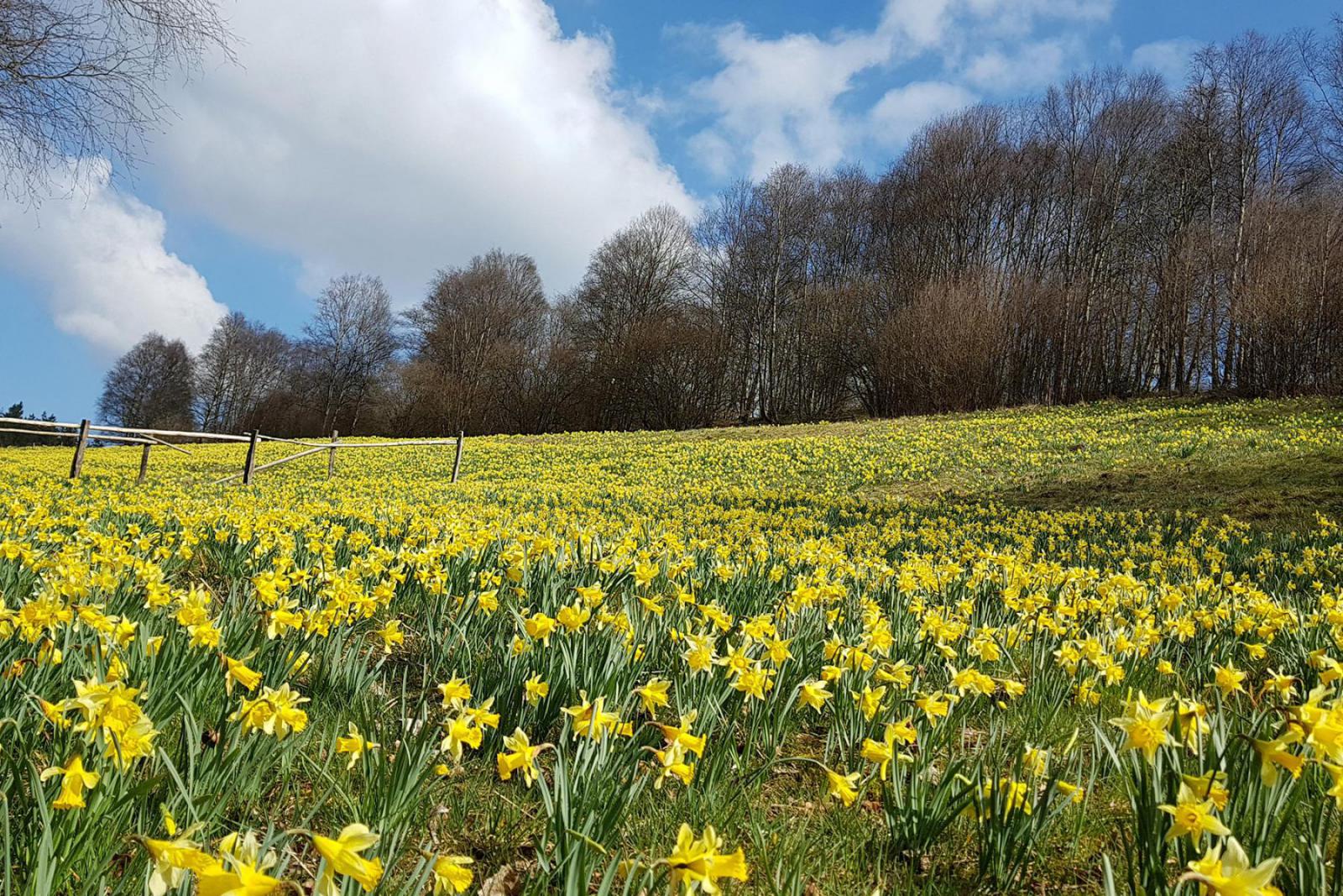 Met velden vol narcissen krijg je helemaal het lentegevoel | Monschau Touristik