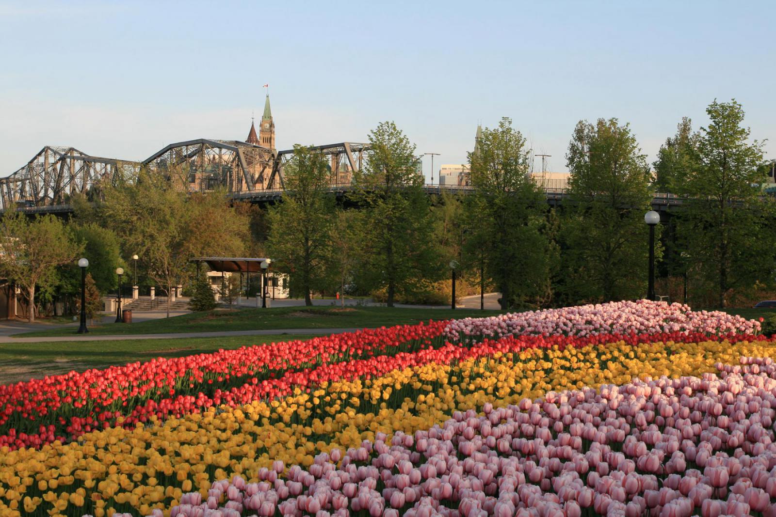 Tijdens het tulpenfestival verandert de stad in een keurrijke bloemenzee | iStock - MyriadStars