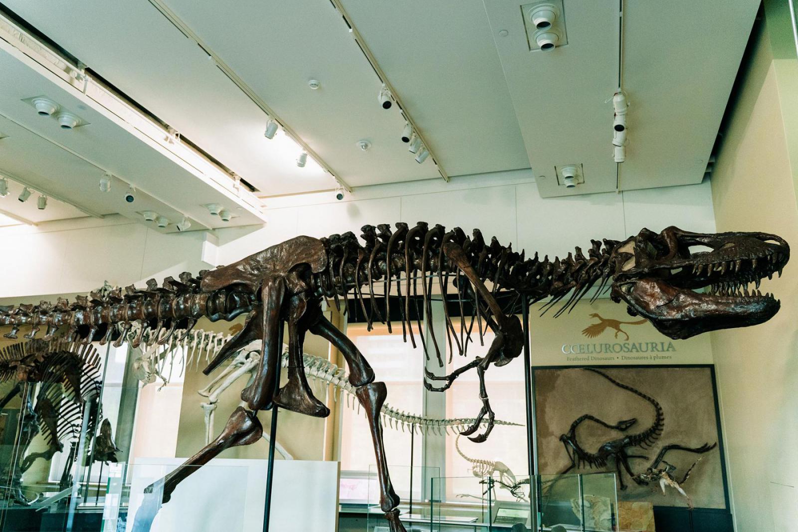 Kom oog in oog te staan met de T-Rex | Ottawa Tourism
