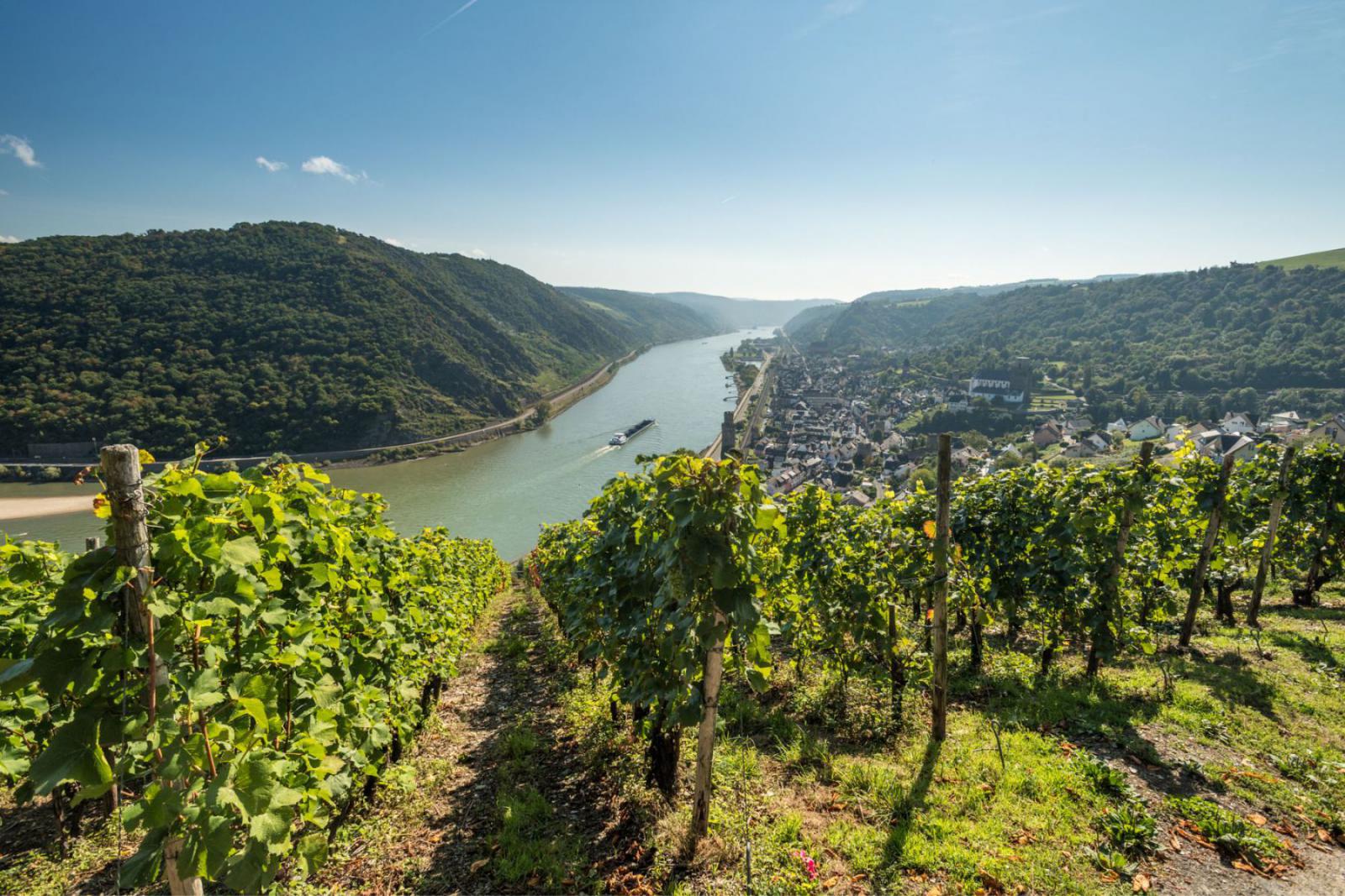 Langs de Rijn vind je de meest romantische wandelroutes | Rheinland-Pfalz Tourismus GmbH / Dominik Ketz