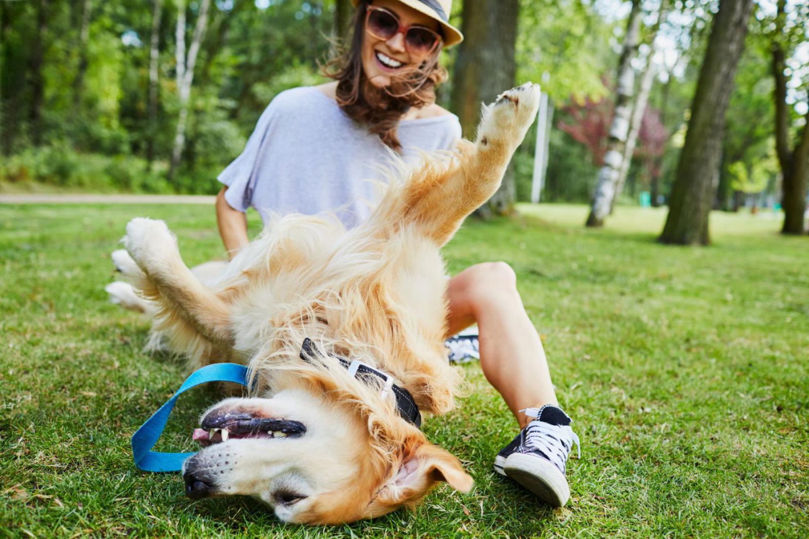 In iedere stad vind je een park waar je hond kan ravotten | iStock -BartekSzewczyk 