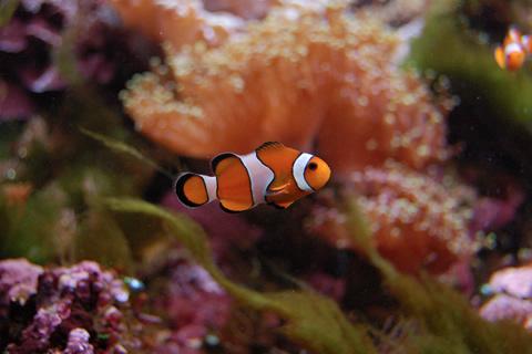 Palais de la Porte Dorée