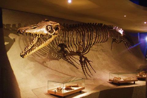 Natuurhistorisch Museum Maastricht