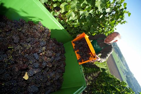 Wijngaard Apostelhoeve