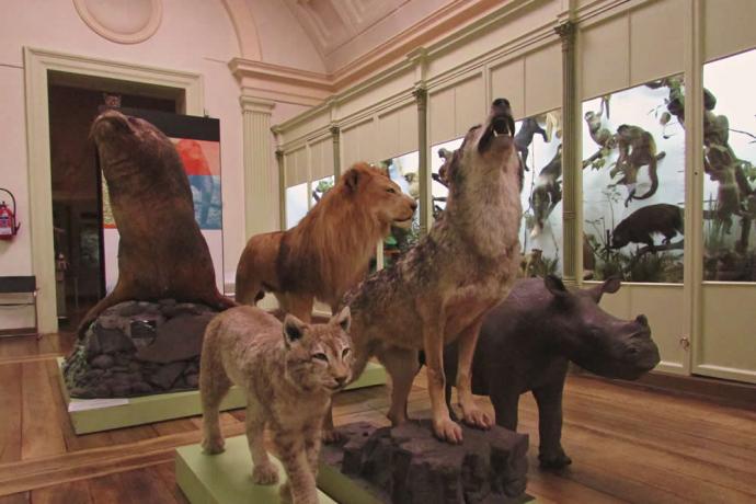 Musée d'Histoire naturelle & Vivarium