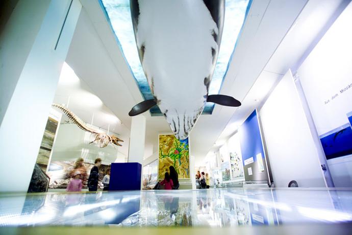 Museum für Natur und Umwelt