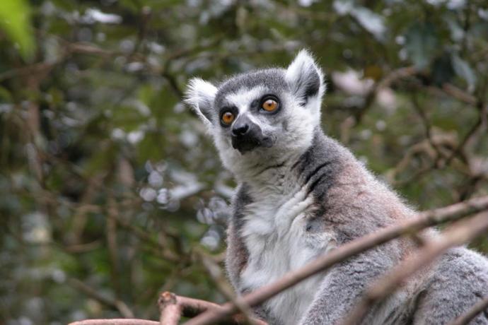 Belfast Zoological Gardens