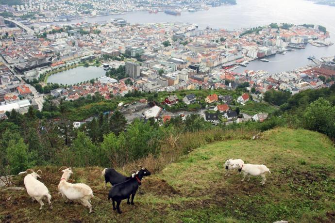 Het mooiste uitzicht: berg Fløyen