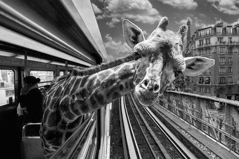 Exotische dieren in Parijse metro