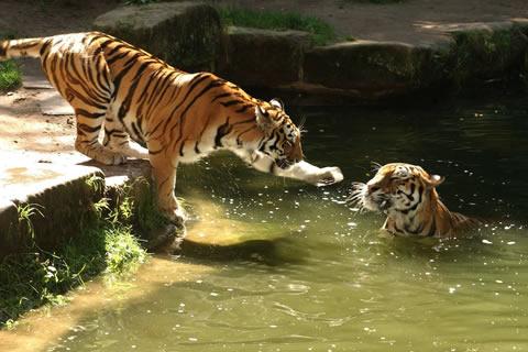 Tip voor Pinksteren: dierentuin Neurenberg