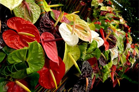 Floraliën Gent: het nieuwe dynamische en interactieve stadsevenement in Gent