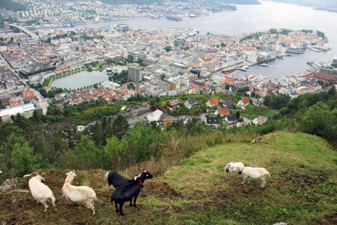 Combineer stadse gezelligheid met de fjorden in Bergen