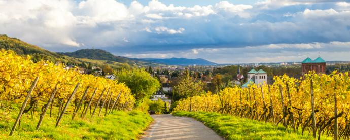 4x unieke wijnbelevenissen in Hessen