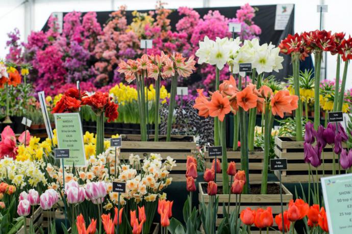 RHS Flower Show