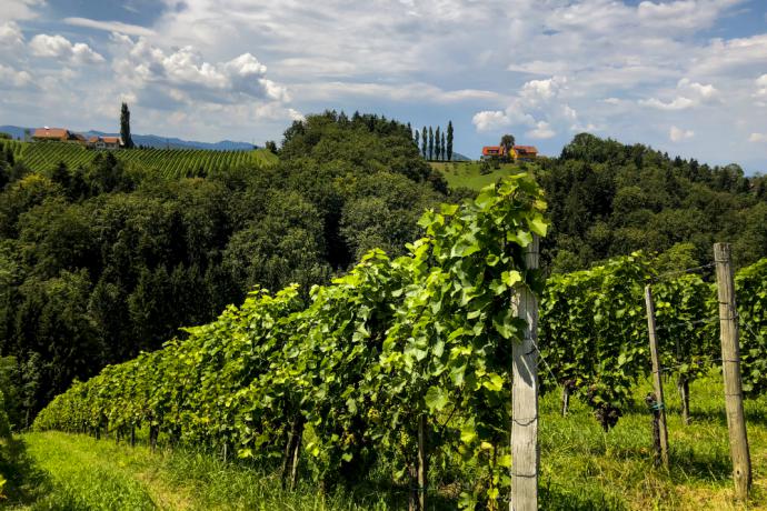 Wijn uit Stiermarken