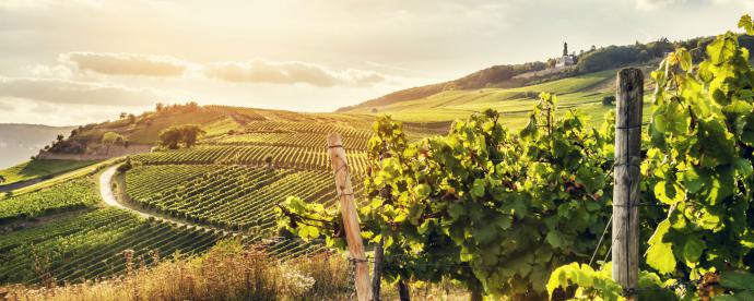 Hessen: 5x de beste wijnhuizen