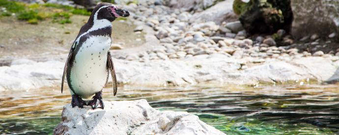Pinguins bezoeken in de dierentuin