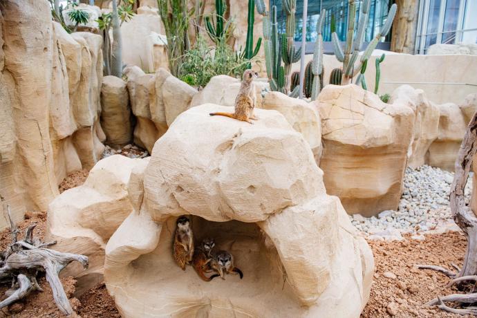 Jungle and desert house Danakil