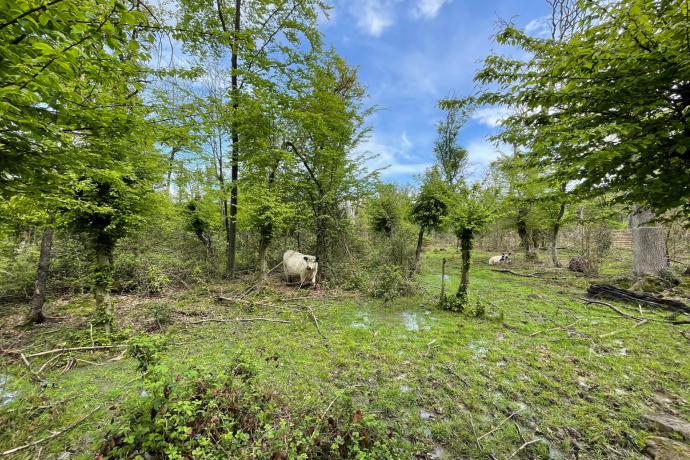 Bentheimer Hute- en Schneitelwald