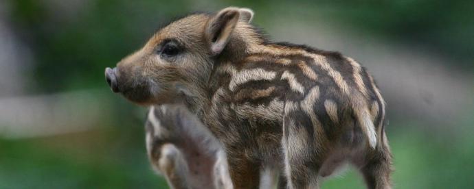 Ontdek de groene kant van Pforzheim met local David | German.Local.Culture. 