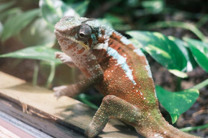 Dierentuin en botanische tuin