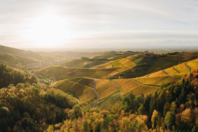 De culinaire kant van het Zwarte Woud
