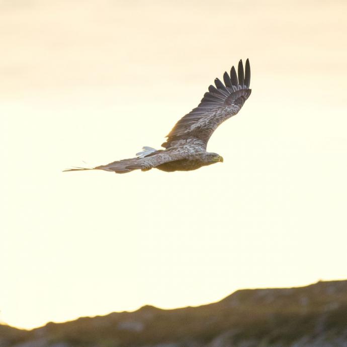Vogelspotten op het eiland Runde