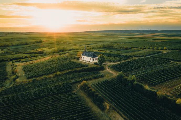 Wijnervaring Rijn-Hessen