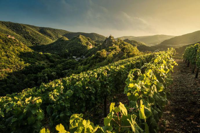 Rode Wijn Wandelroute