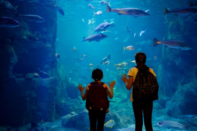 Blue Reef Aquarium