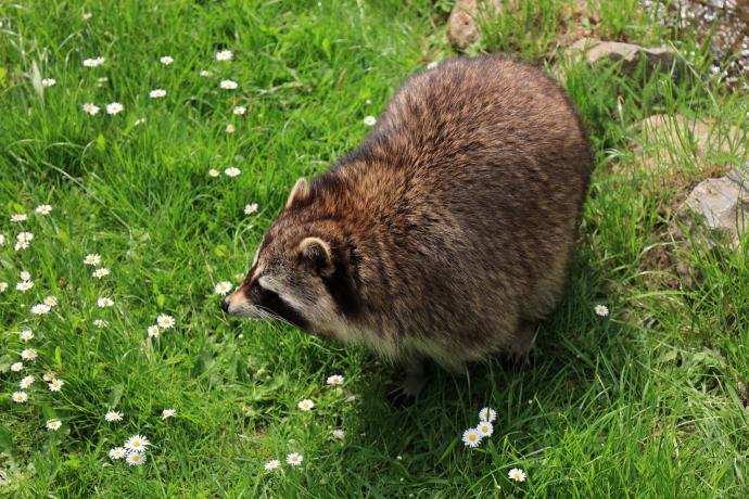 Aachener Tierpark Euregiozoo