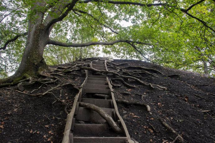 Oerwoud aan de rand van Saarbrücken