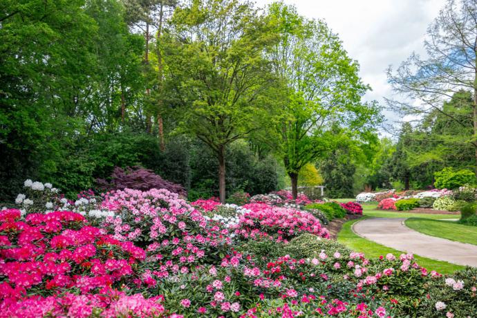 Rhododendron Park