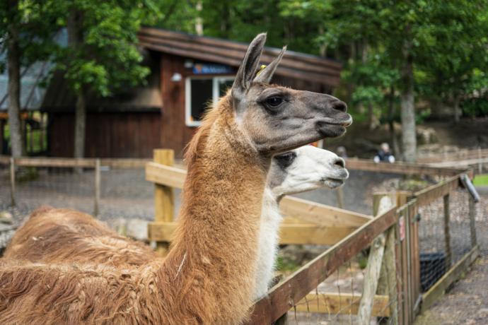 Zoo am Rammelsberg